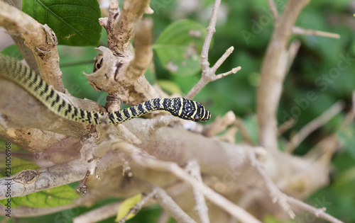 Golden Tree Snake (Chrysopelea ornata) on the branch with natural green background, Green and black color stripe on the body of tropical reptile in Thailand