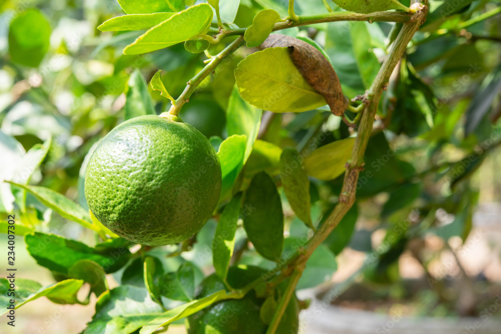 Close up organics green limes with leaves ready to be harvested on tree