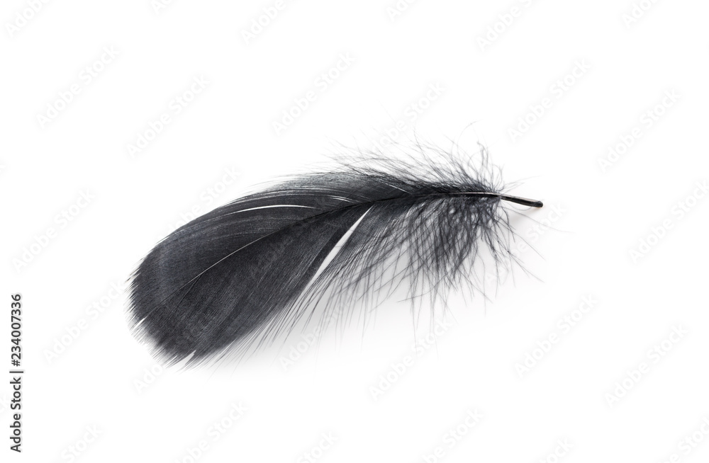 Obraz premium Single Black Feather on White Background.