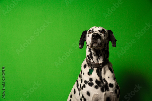 Dalmatian green screen