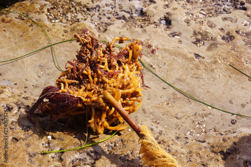 Holdfast of Bull Kelp photo