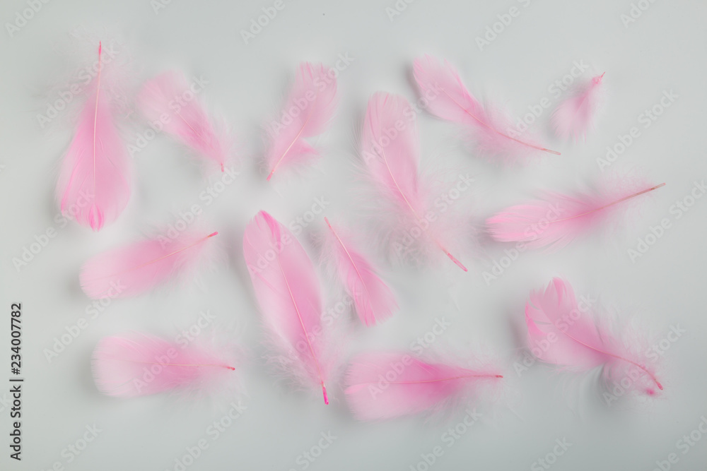 Pink feathers on a white background