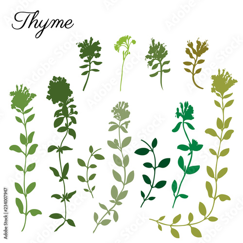 Thyme branch hand drawn vector silhouette illustration isolated on white  Natural cooking doodle spicy ingredient  Healing herb design for greeting card  invitation  packaging tea  cosmetic  kitchen