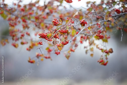Beautiful fall branch of rowan 