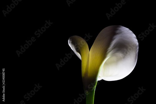 Calla lily glowing with light on black background with copy space