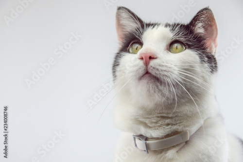 Katze Floh Halsband © Deen K Ersin