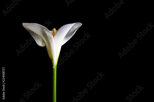 Calla lily isolated on black with copy space