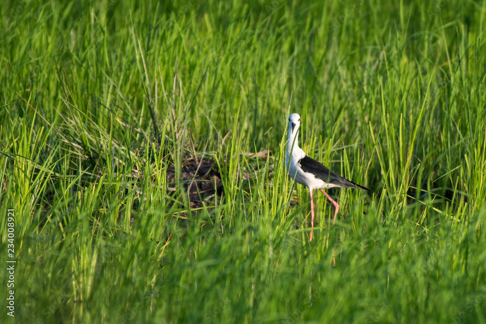 Naklejka premium Black-winged Stilt(Himantopus himantopus ) in rice field