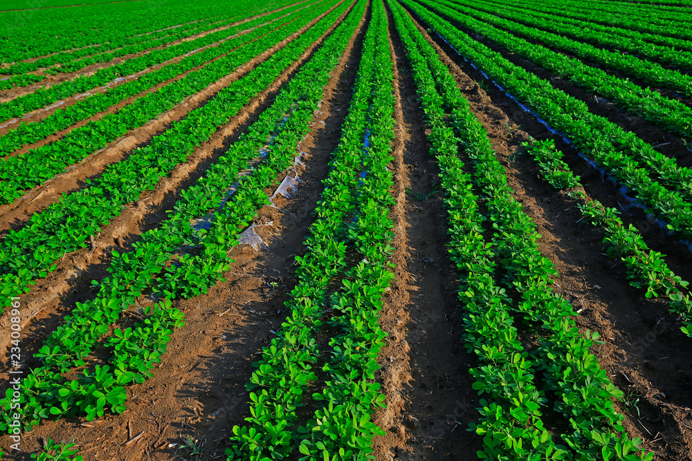 Rows of peanut fields Rows of peanut fields
