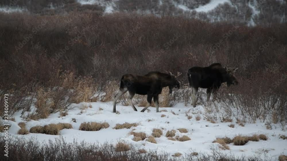 Young Bull Moose and Cow in Snow in the Colorado Rocky Mountains Young Bull Moose and Cow in Snow in the Colorado Rocky Mountains