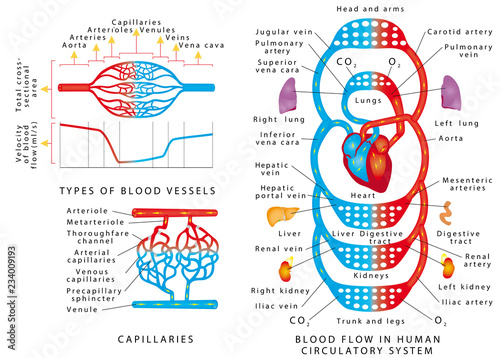 Human bloodstream. Blood vessels scheme.