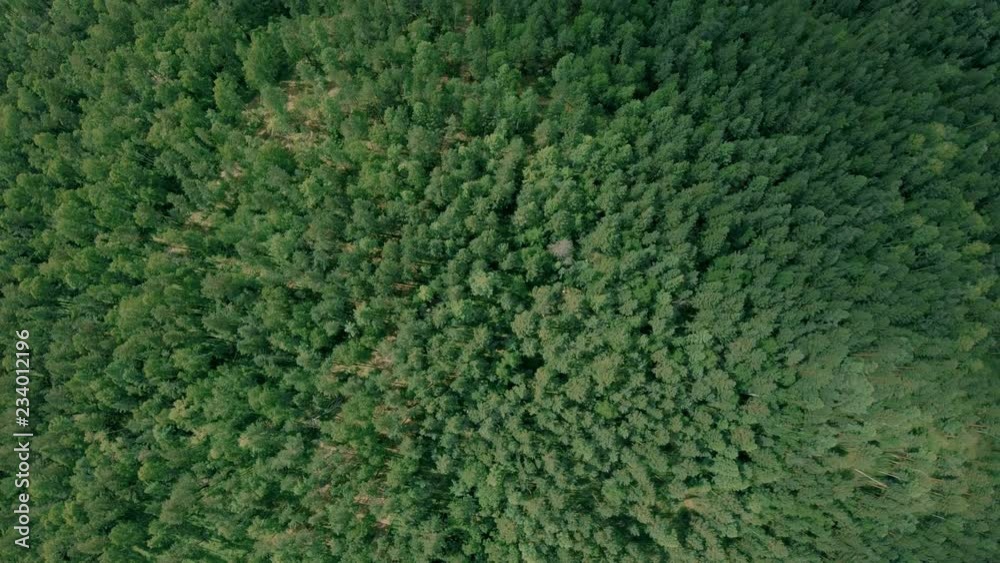Aerial drone shot over the forest. Drone flies forward Aerial drone shot over the forest. Drone flies forward