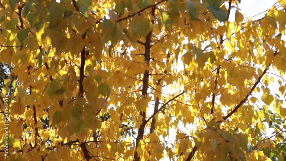 Rays of the sun through the yellow autumn leaves of apricot. The beauty of autumn Rays of the sun through the yellow autumn leaves of apricot. The beauty of autumn