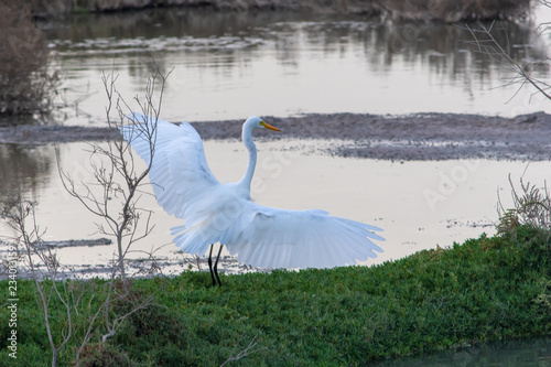 Fototapeta Naklejka Na Ścianę i Meble -  Great White Egret landing with wings spread while in the wetlands hunting and looking for food. 