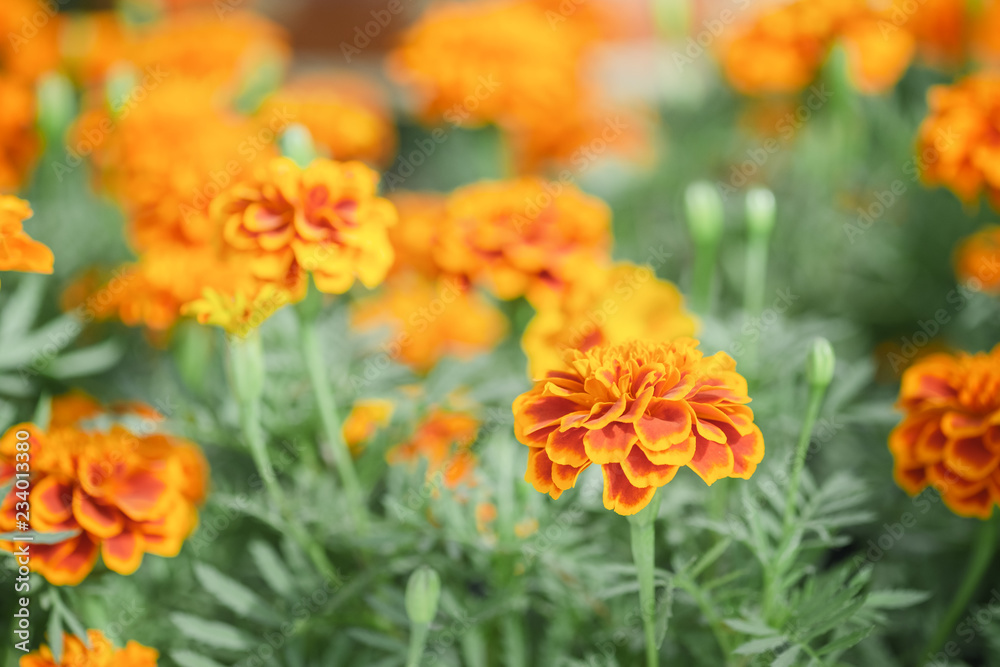 Orange flower background. Orange flower background.