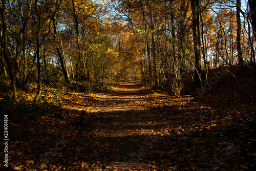 Dutch Forest Path in Autumn 07