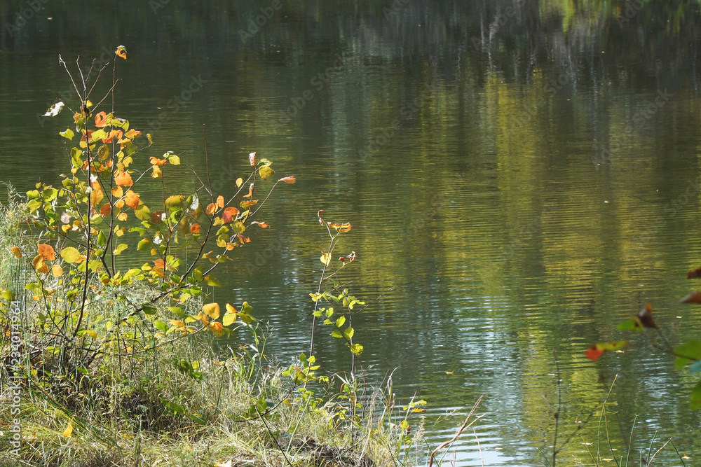 Bush with colorful leaves on the banks of a river or lake Bush with colorful leaves on the banks of a river or lake