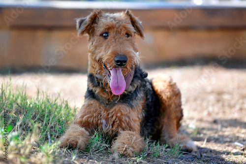 Airedale Terrier dog - puppy 11 month old. photo