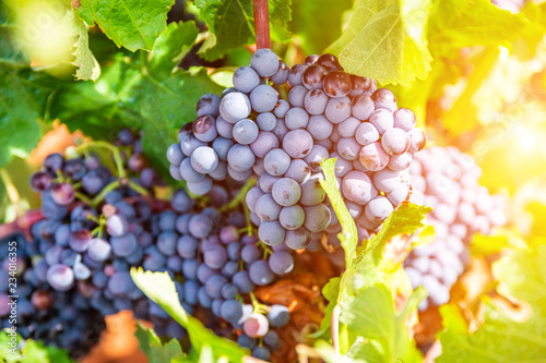Grapes close-up in a vineyard, La Rioja, Spain photo