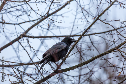 Crow on the branch © rninov