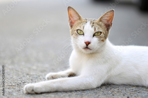 Fototapeta Naklejka Na Ścianę i Meble -  Small cat looking and relaxing to tourists and says hello to new visitors in the streets of a  small village town, al nakil, Saudi Arabia