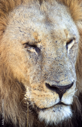 Lion (Panthera leo), Moremi Wildlife Reserve, Ngamiland, Botswana, Africa