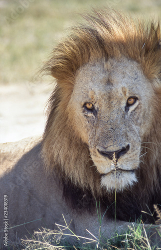 Lion  Panthera leo   Moremi Wildlife Reserve  Ngamiland  Botswana  Africa