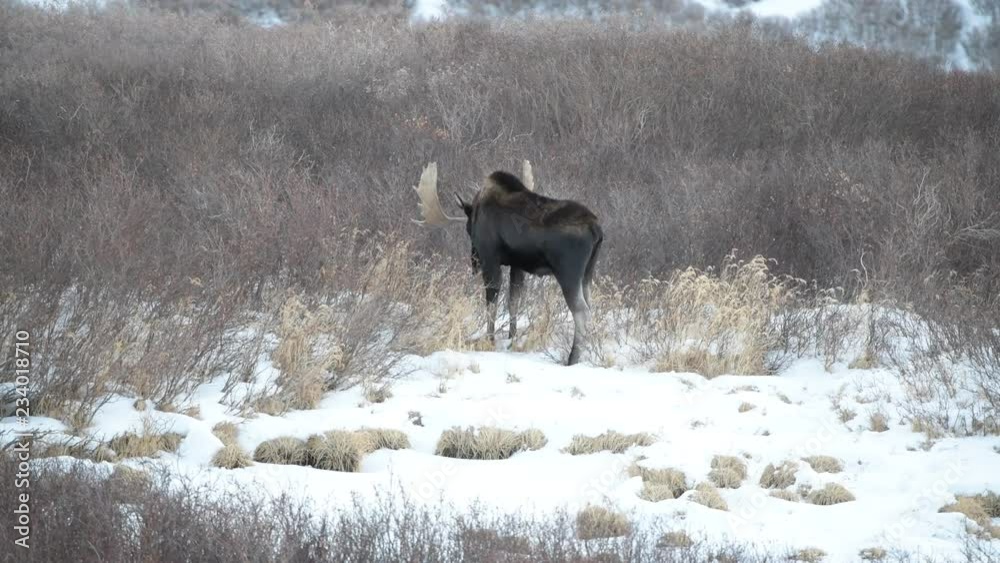 LargeBull Moose in Snow in the Colorado Rocky Mountains