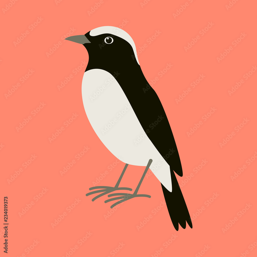 Fototapeta premium arabian wheatear bird ,vector illustration ,