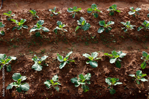 Young broccoli on field