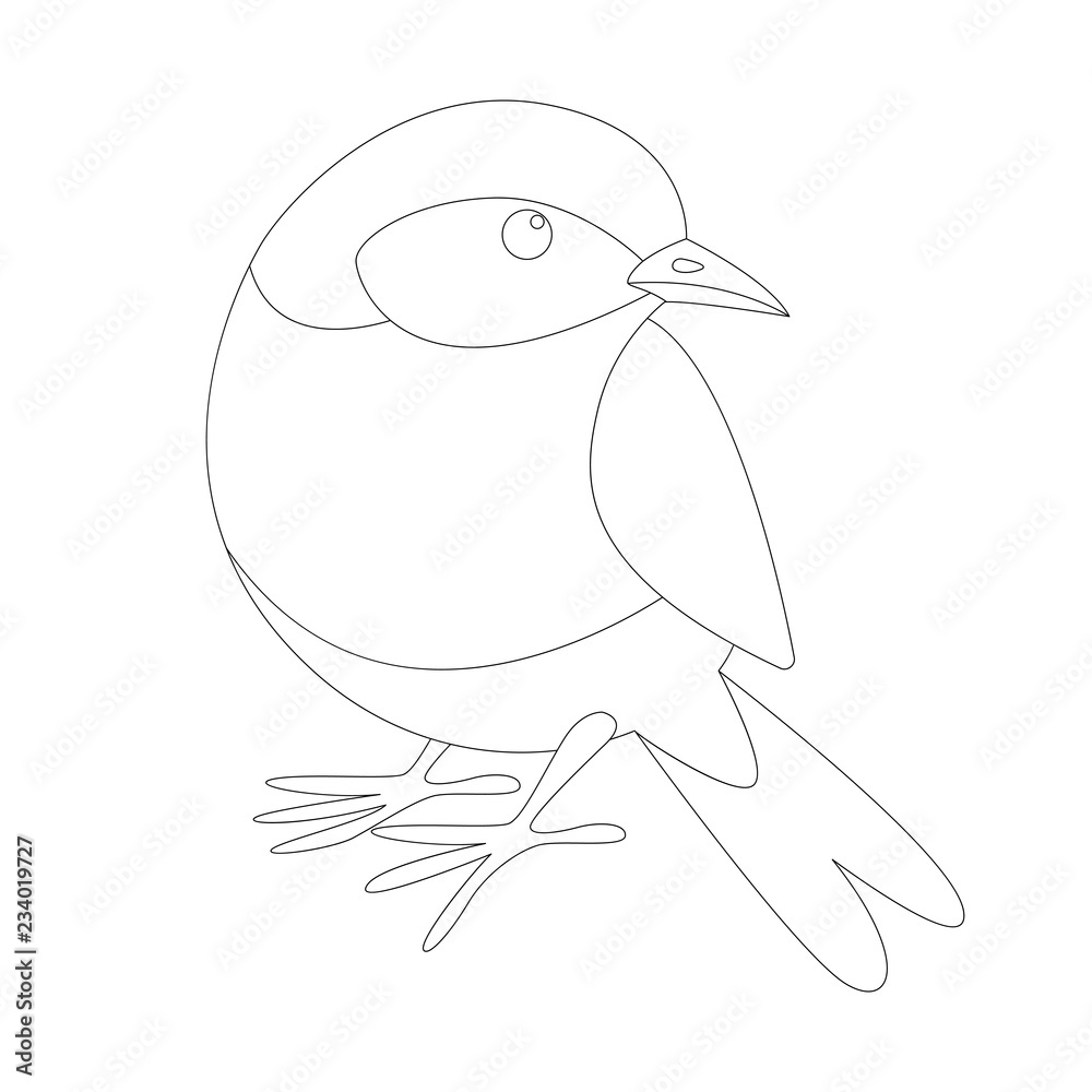 eastern bluebird, lining draw , front eastern bluebird, lining draw , front