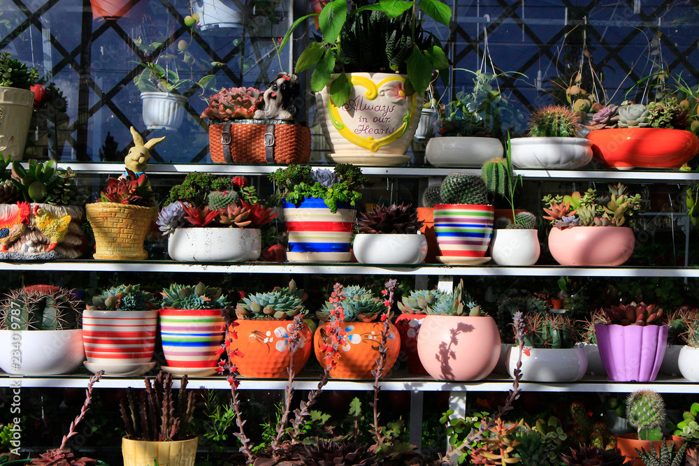 Fototapeta premium Cactus pots selling in market