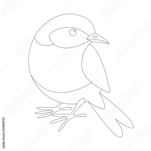 eastern bluebird, lining draw , front