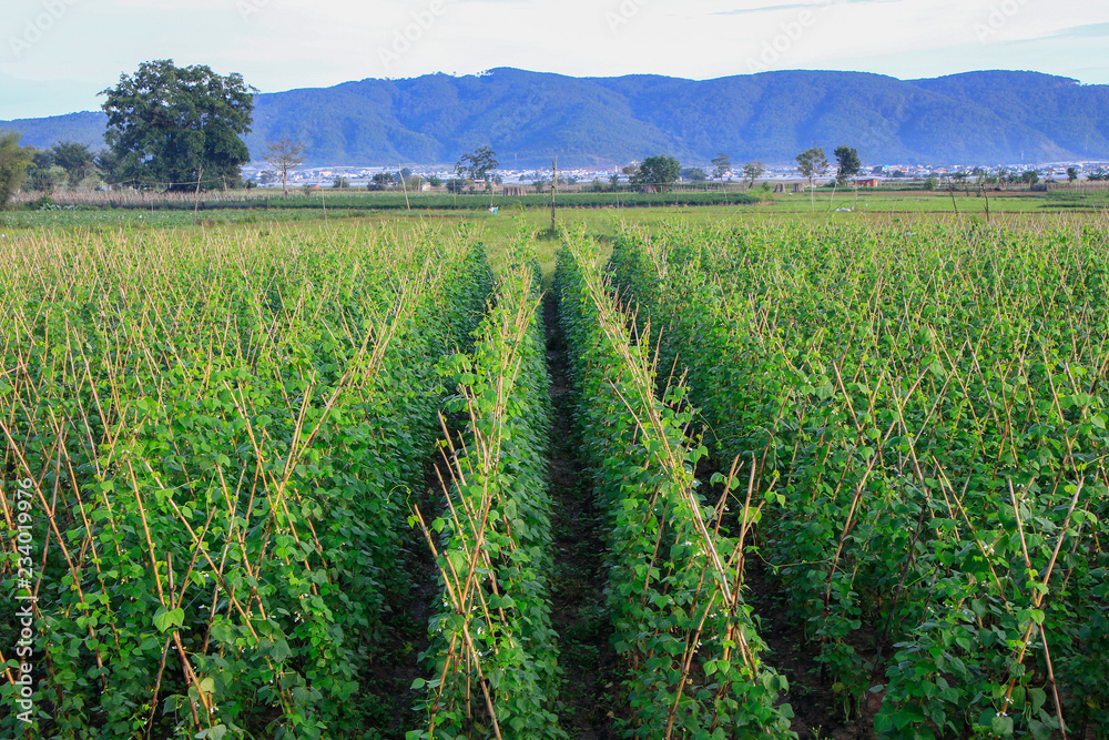 Vietnamese green bean field