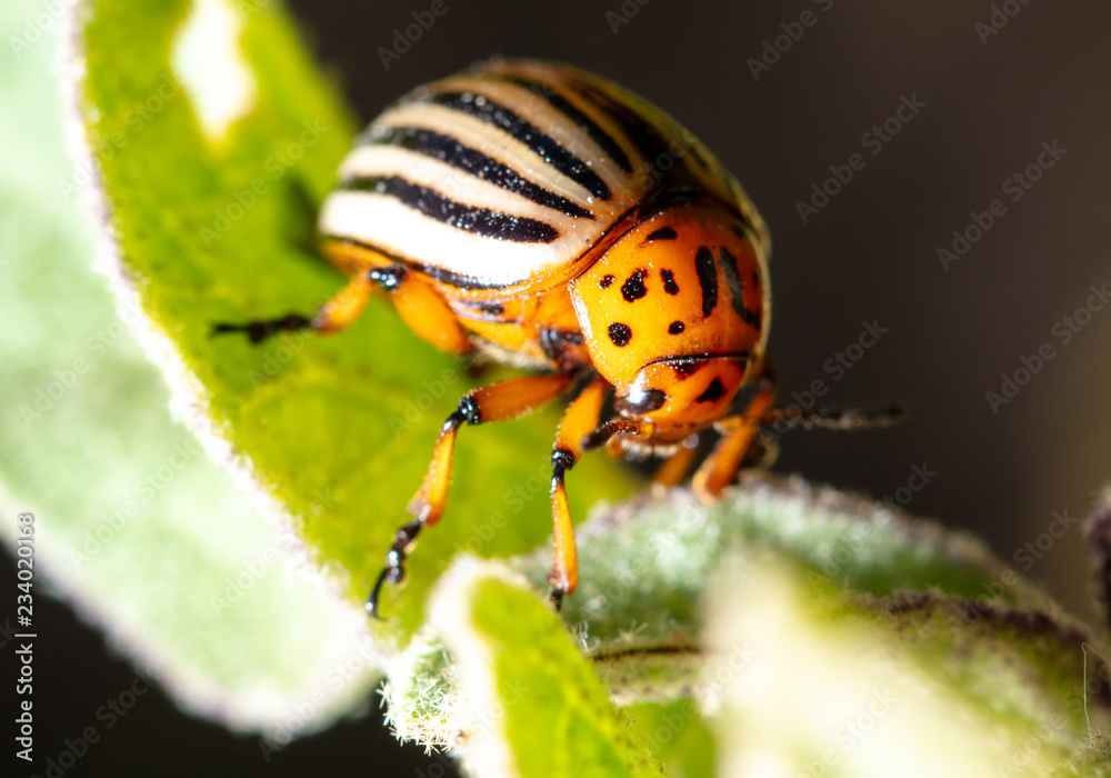 Colorado potato beetle on a green leaf in nature Colorado potato beetle on a green leaf in nature