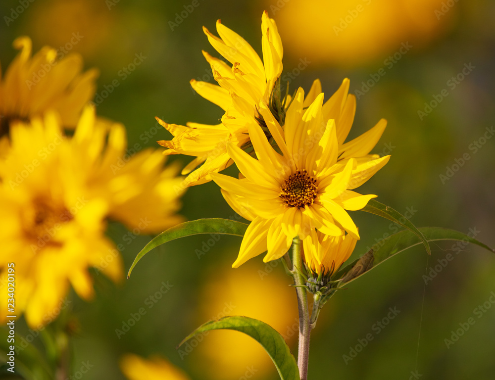 Obraz premium Beautiful yellow flower in the park
