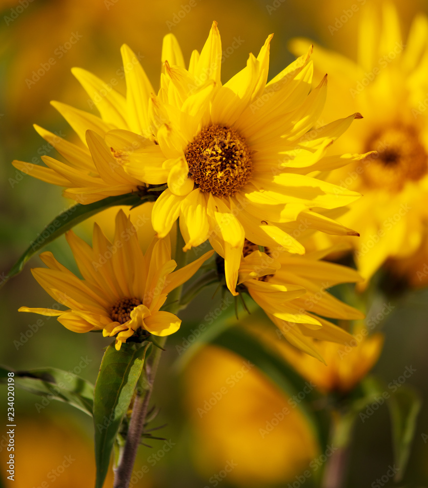 Beautiful yellow flower in the park Beautiful yellow flower in the park