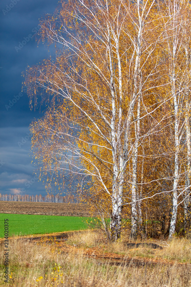 Fototapeta premium Forest plantation in the field in the fall and dark clouds