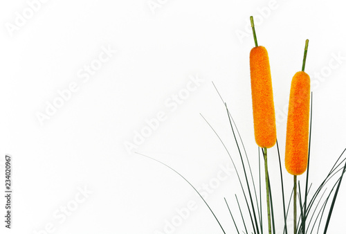 artificial reeds and cattail plant Isolated on white background, copy space
