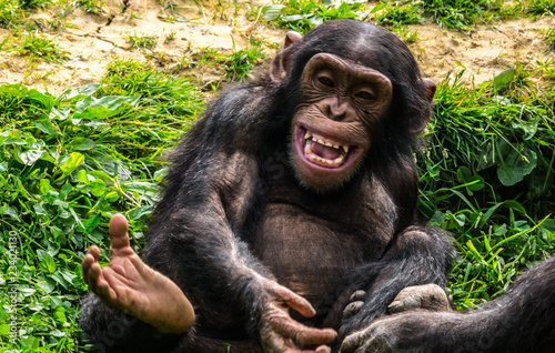 Bébé chimpanzé photo