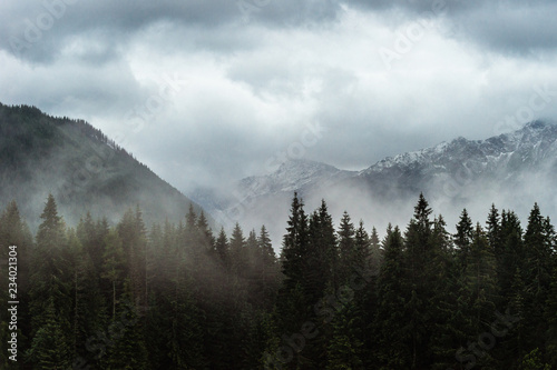 Mist hovering over the trees with snow covered mountain ridge in the back © Cezary