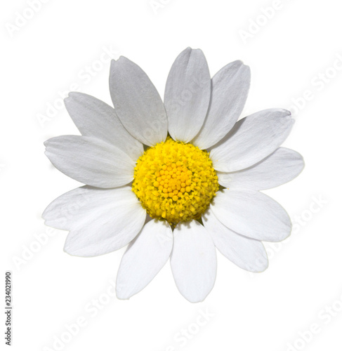 A daisy cut out - Stock image