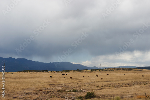 Steppe in cloudy weather. Scenic mountains in the background. Grazing in the distance.