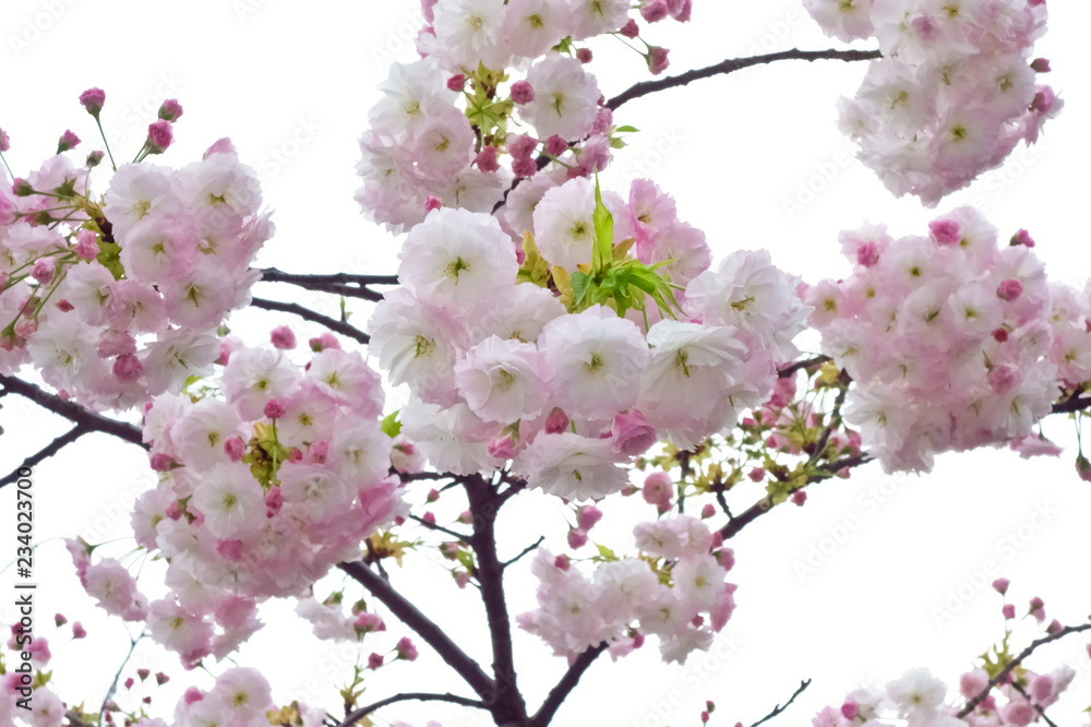 艶やかで満開のふわふわの桜の花々