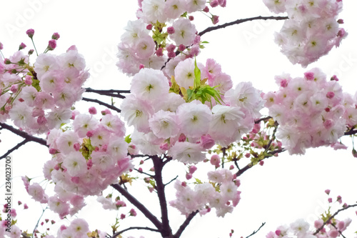 艶やかで満開のふわふわの桜の花々