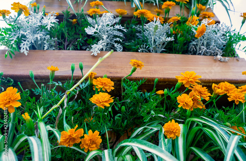 Marigold  flowers photo