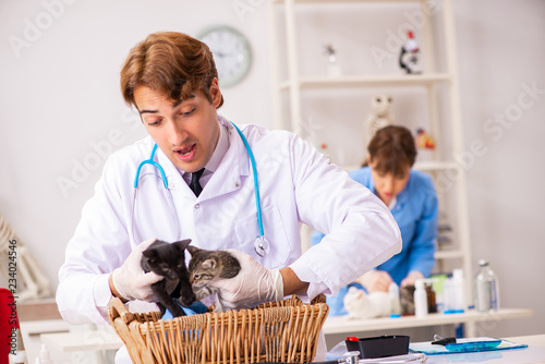Fototapeta Naklejka Na Ścianę i Meble -  Doctor and assistant in vet clinic checking up kitten