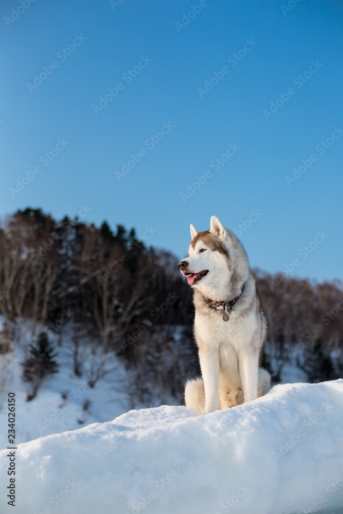Gorgeous Portrait of Siberian husky on ice on the frozen Okhotsk sea and forest background.