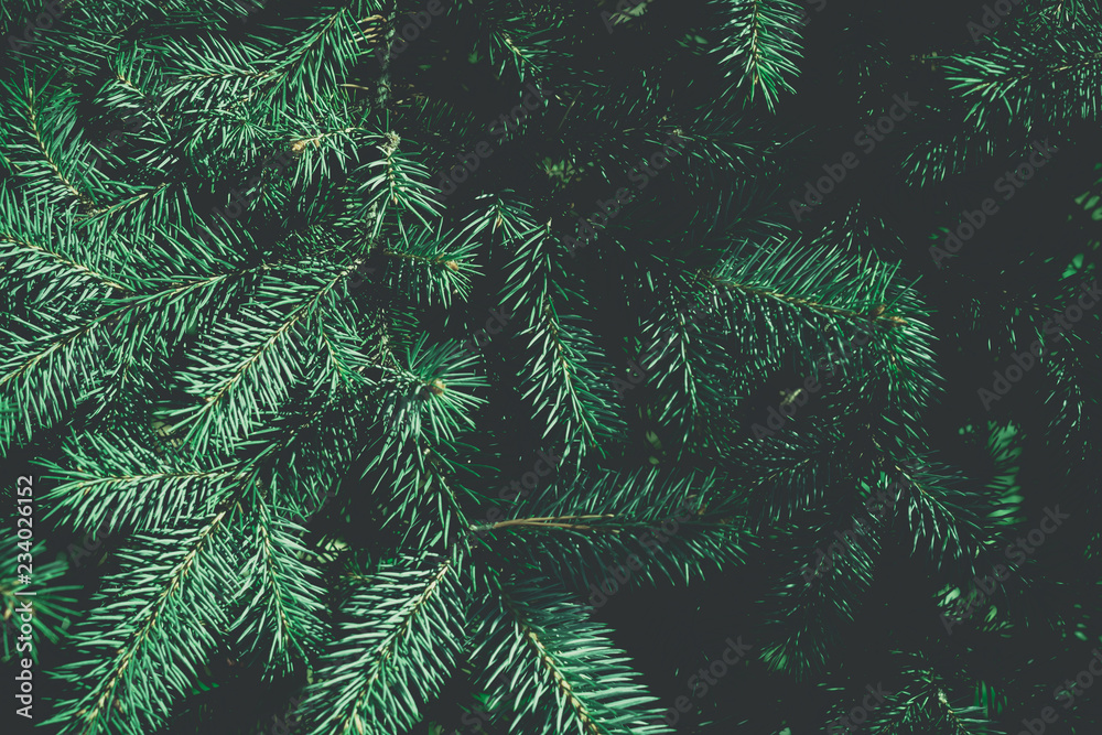 Christmas fir tree background with copy space. Fir tree branches texture.