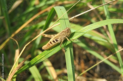 Beautiful brown grasshopper on grass in the meadow, closeup